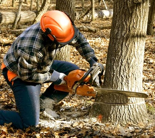 Tree Removal in West, TX